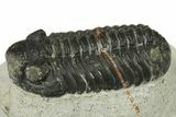 Phacopid (Adrisiops) Trilobite - Jbel Oudriss, Morocco #272461-1